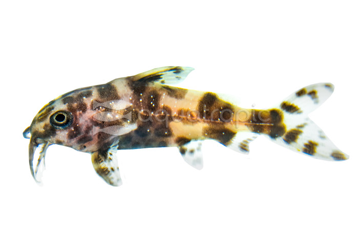 Upside Down (Wild) :: 17302