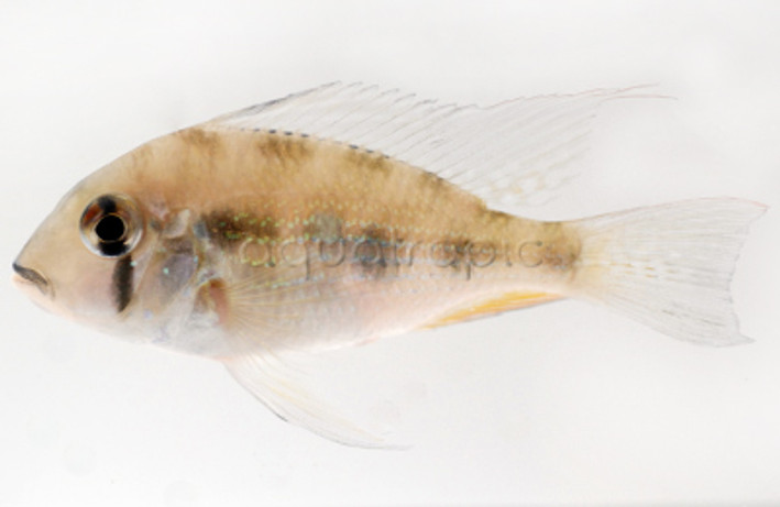 Eartheater Threadfin Heckelii :: 18344