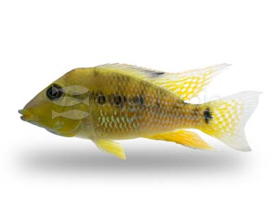 Eartheater Red Hump :: 18461