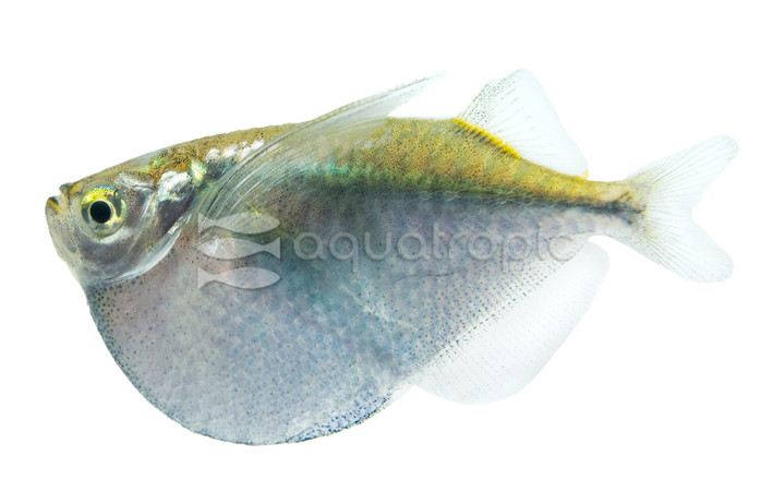 Platinum Hatchetfish :: 35001