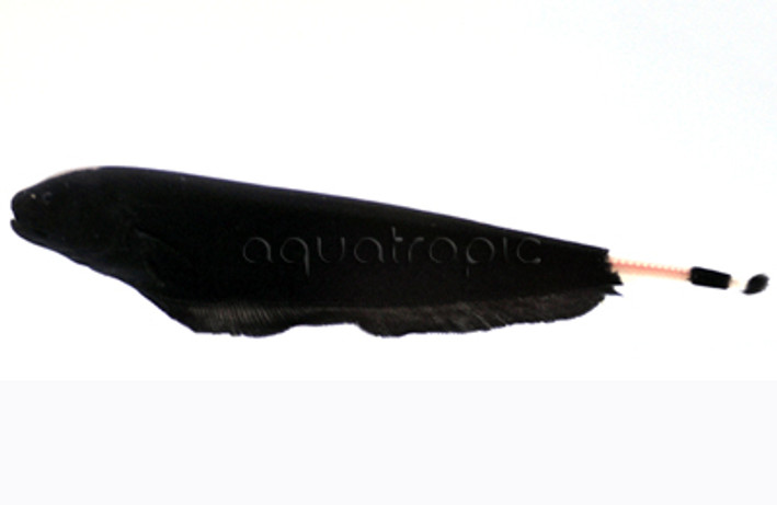 Black Ghost :: 38000