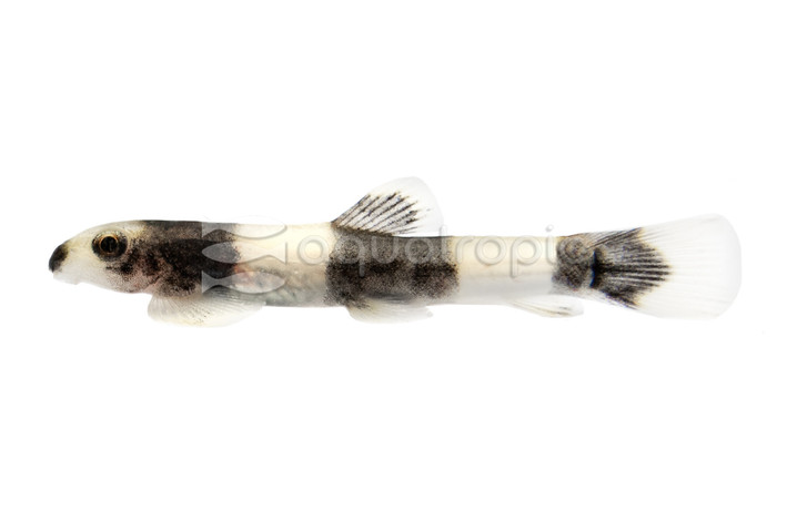 Panda Loach :: 43100