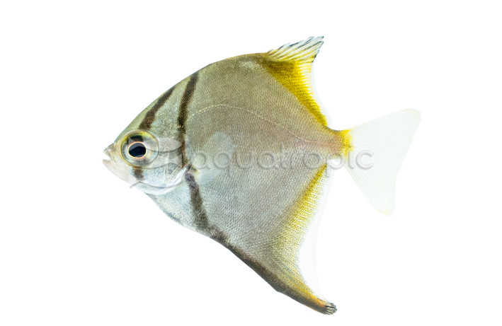 Argenteus Mono :: 49511