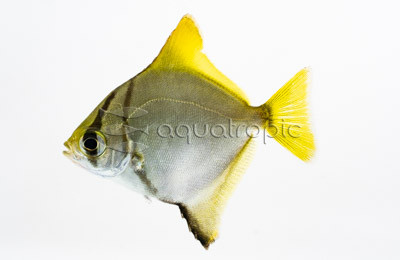 Argenteus Mono  :: 49511