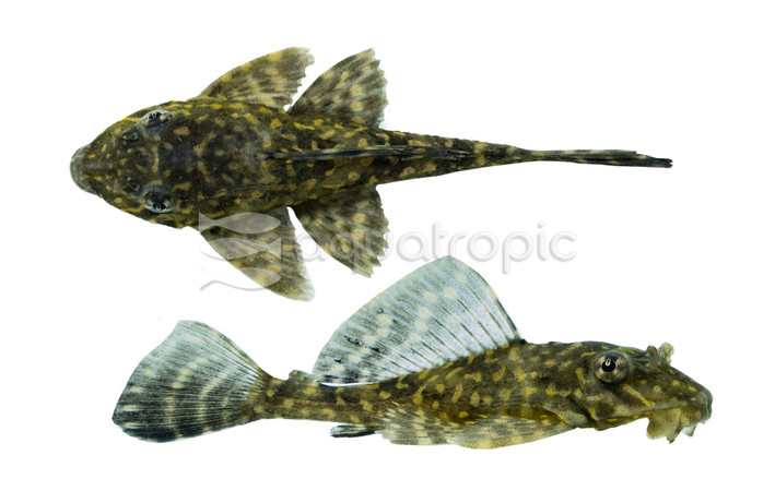 Spotted Sailfin Plecostomus L-001 :: 58057