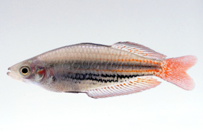 Dwarf MacCulloch's Rainbowfish :: 61012