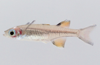 Pacific Blue Eye Rainbowfish :: 61014