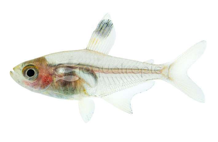 Red Phantom Tetra :: 71045