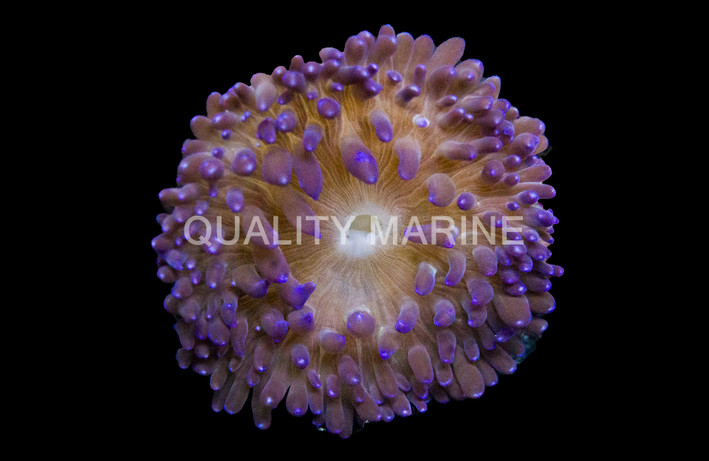 Purple Long Tentacle Anemone :: 50014
