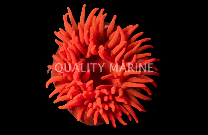 Red Flower Strawberry Anemone  :: 50033