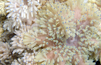White Sebae Anemone :: 50051