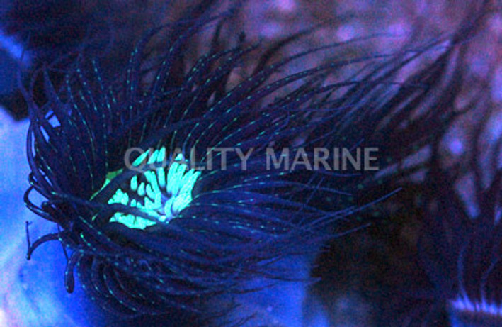 Green Centered Purple/Black Tube Anemone  :: 50060