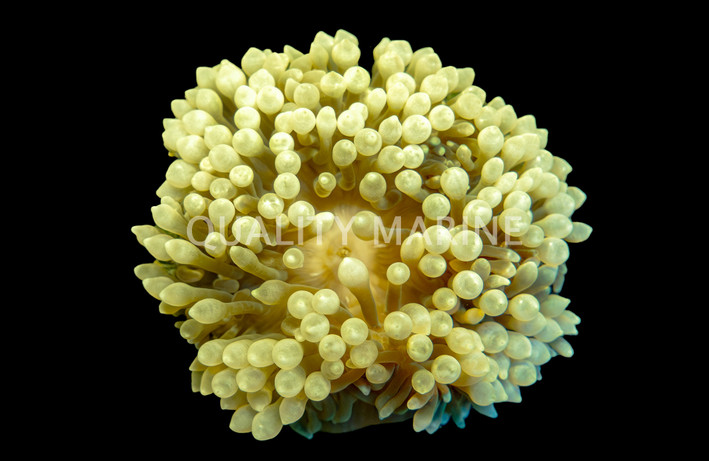 Green Bulb Anemone :: 50074