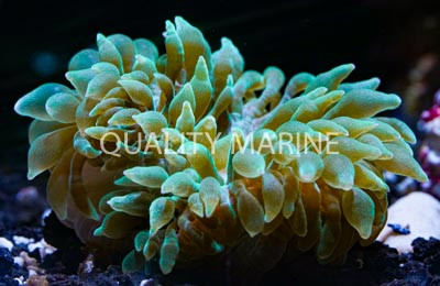 Green Bulb Anemone :: 50074