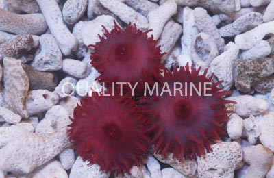 Red Beadlet Anemone :: 50098