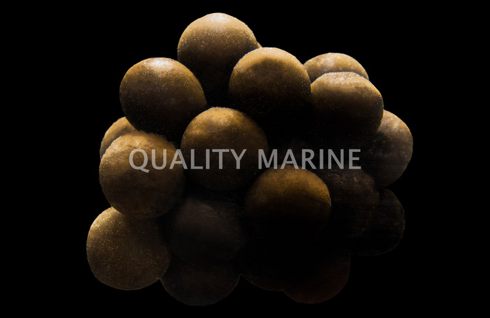 Cuttlefish Egg Cluster :: 50504