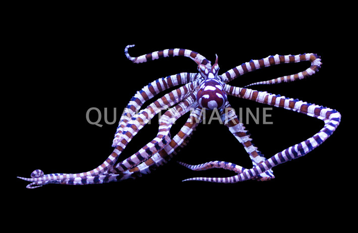 Striped Octopus  :: 50505
