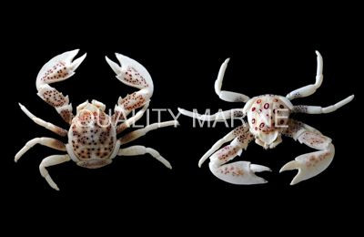 Anemone Crab, Pair :: 52503