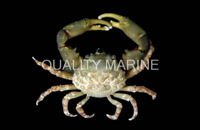 Emerald Crab :: 52507