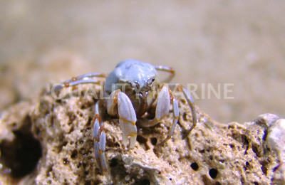 Sand Bubbler Crab :: 52512