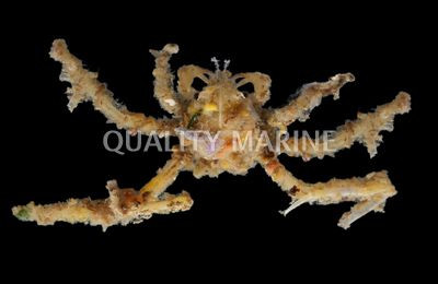 Spider Decorator Crab :: 52527