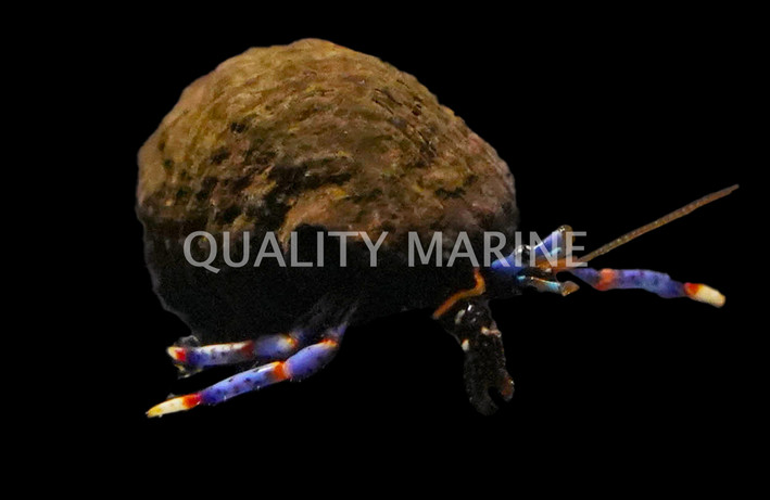 Dwarf Blue Leg Hermit Crab :: 52542