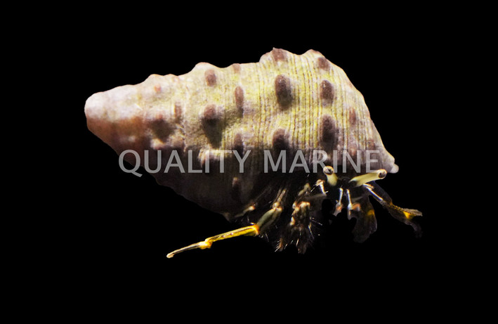 Assorted Yellow Tip Hermit Crab :: 52543