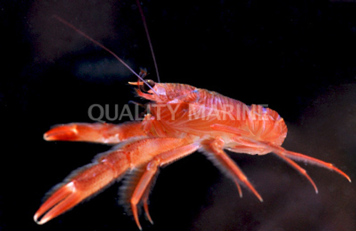 Red Pelagic Crab :: 52576