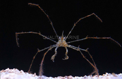 Longfinger Neck Arrow Crab :: 52584