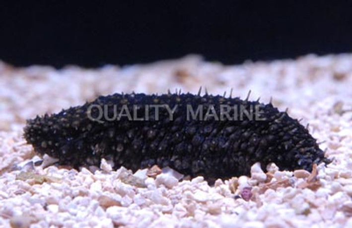 Sand Sifting Sea Cucumber :: 53018