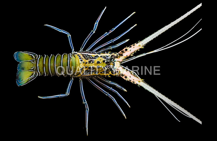 Blue Spiny Lobster :: 54507