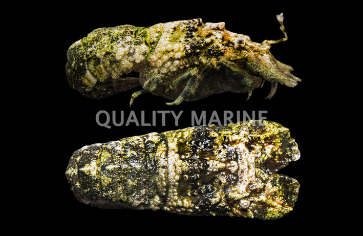 Slipper Lobster :: 54513