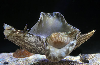 Mottled Sea Hare :: 55033