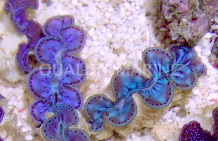Blue Maxima Clam :: 56506