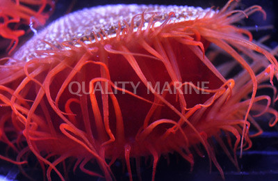 Flame Scallop :: 56511