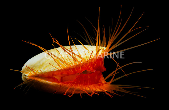 Electric Flame Scallop :: 56512