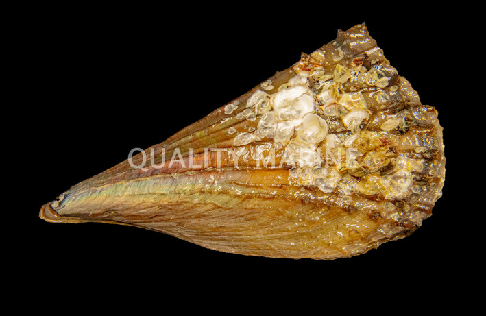 Amber Pen Shell  :: 56524