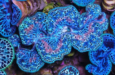 Ultra Turquoise Maxima Clam  :: 56551