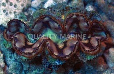 Hybrid Maxima x Squamosa Clam :: 56556