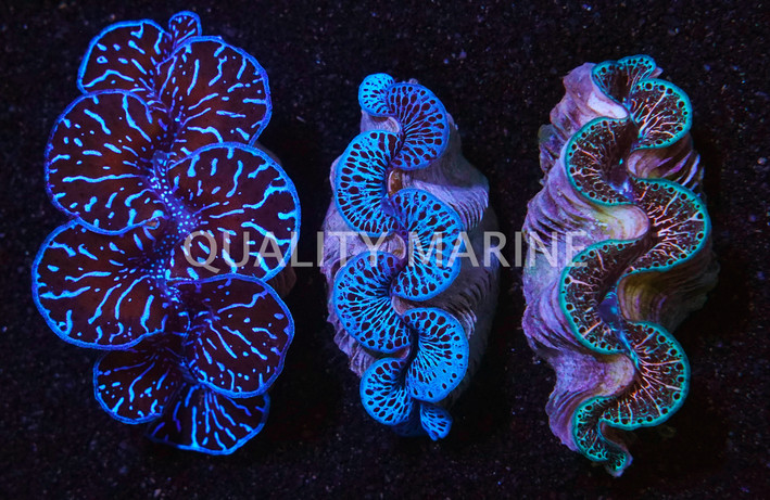 Ultra Premium Maxima Clam :: 56559