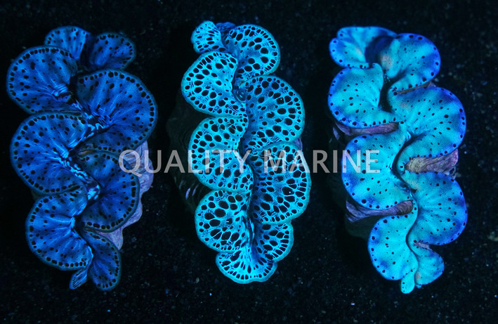 Ultra Premium Plus Maxima Clam :: 56560