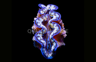 Hybrid Crocea x Squamosa Clam - Quality Marine