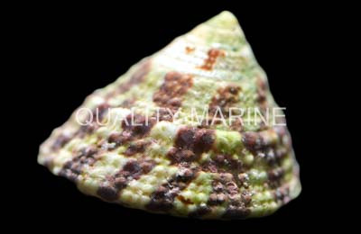 Banded Trochus Snail :: 57000