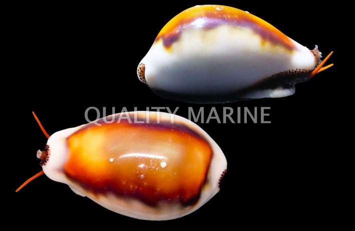 Chestnut Cowrie Snail :: 57006
