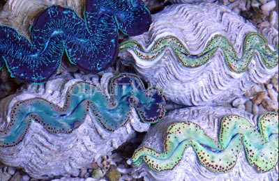 Super Color Maxima Clam :: 57032