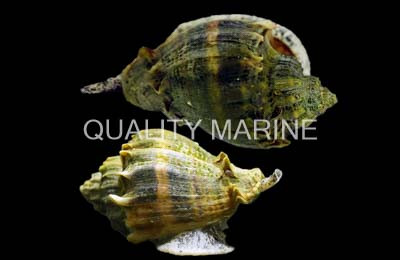 Crown Conch Snail :: 57079