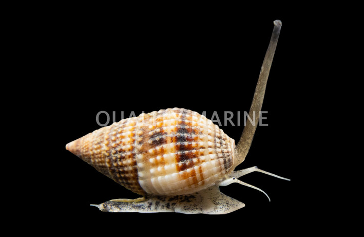 Super Nassarius Snail :: 57095