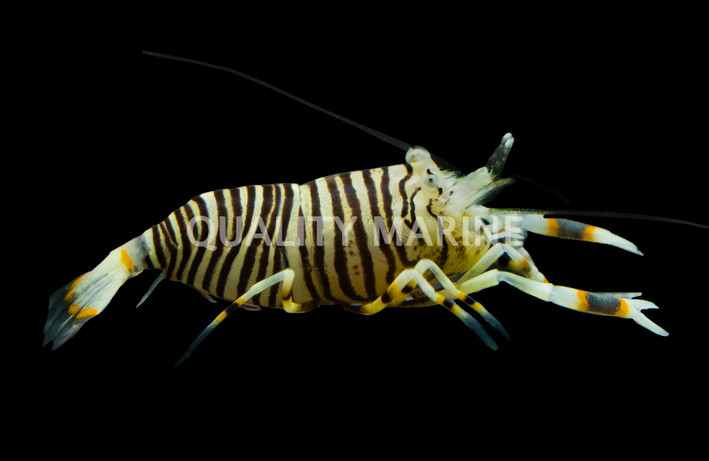 Bumble Bee Shrimp :: 57506