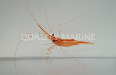 Penaeidean Shrimp :: 57510