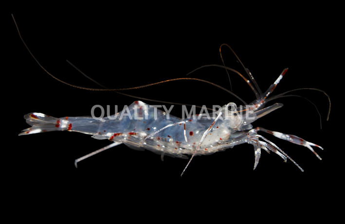 Bruuns' Cleaner Shrimp :: 57516
